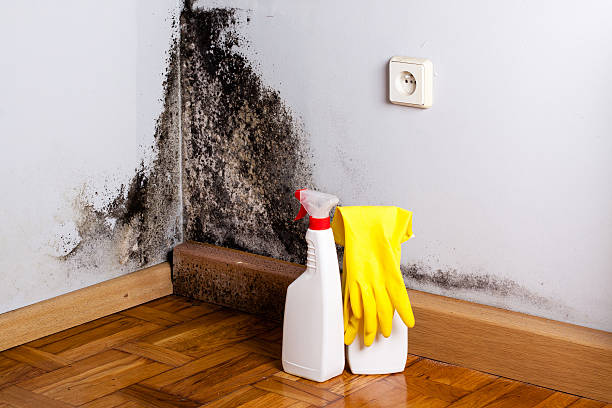 Mold Documentation for Insurance Claims in Eleele, HI